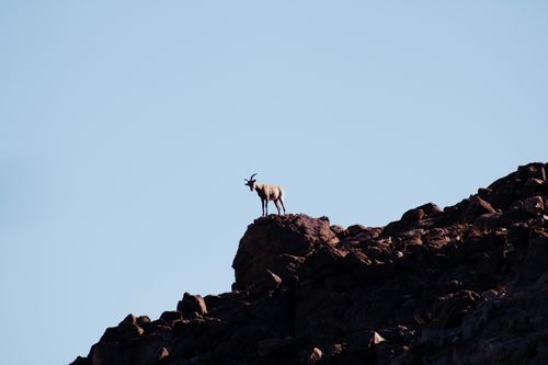 Free Bighorn sheep standing atop a rocky mountain under a clear blue sky. Stock Photo