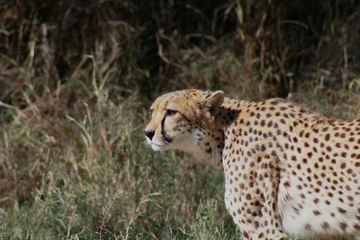 Close-up of a majestic cheetah in its natural habitat in Palm Desert, showcasing its iconic spots.