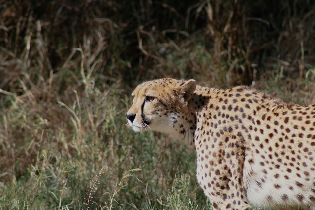 close up of a majestic cheetah in its natural habitat in palm desert s