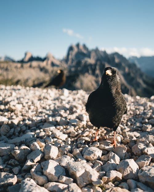 Gratis stockfoto met aviaire, beest, dierenfotografie