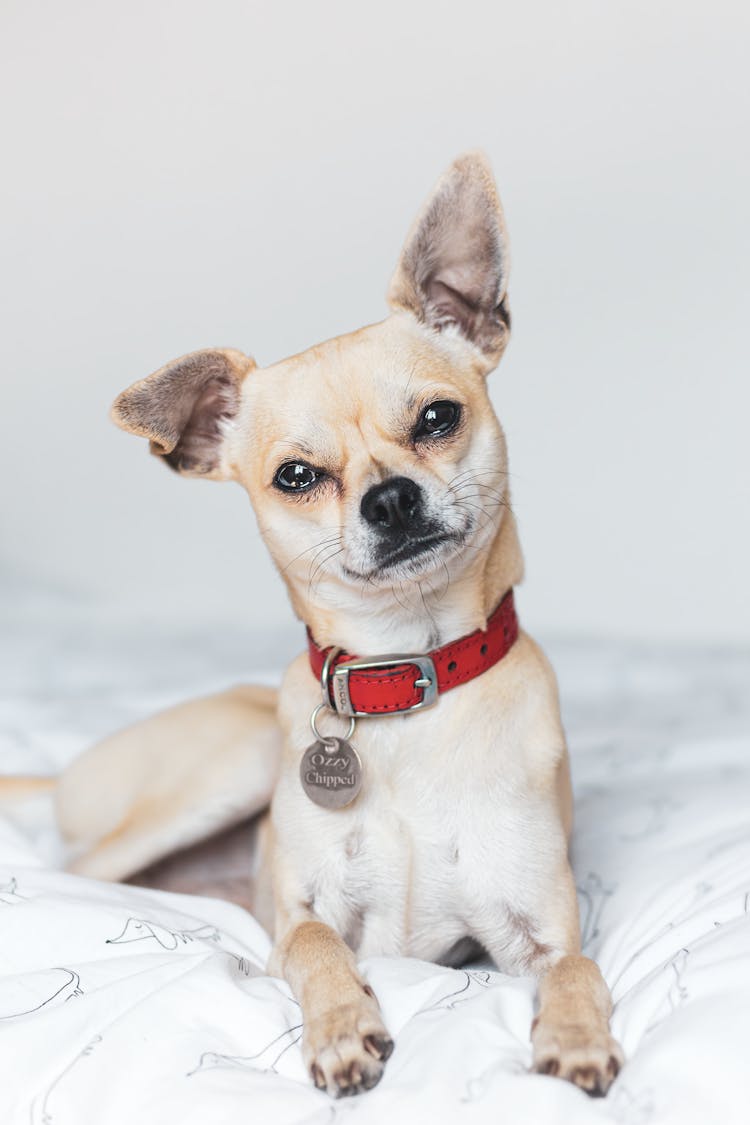 A Brown Chihuahua With A Red Collar