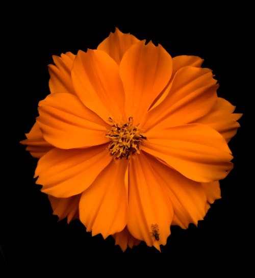 Бесплатное стоковое фото с 4k, желтый цветок, квадратный формат