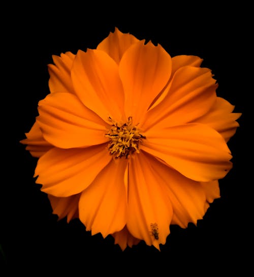 Close-up Photo of a Yellow Flower