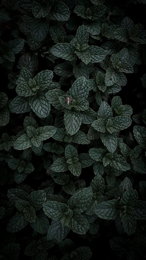 Foto profissional grátis de aranha, folhas de hortelã, fotografia de plantas