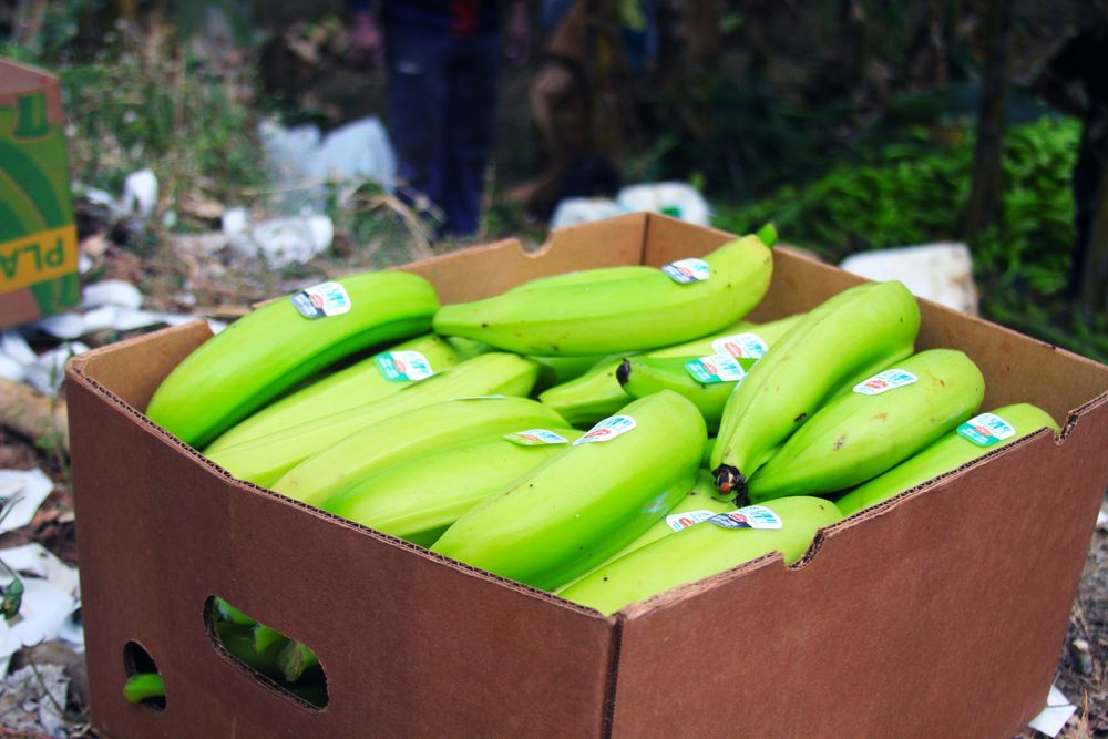 Fresh green bananas packed in a produce box