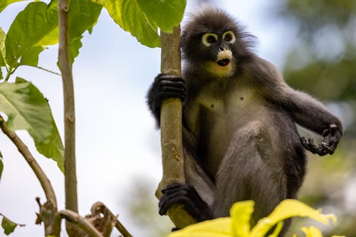 Dusky leaf monkey Free Stock Photos, Images, and Pictures of Dusky