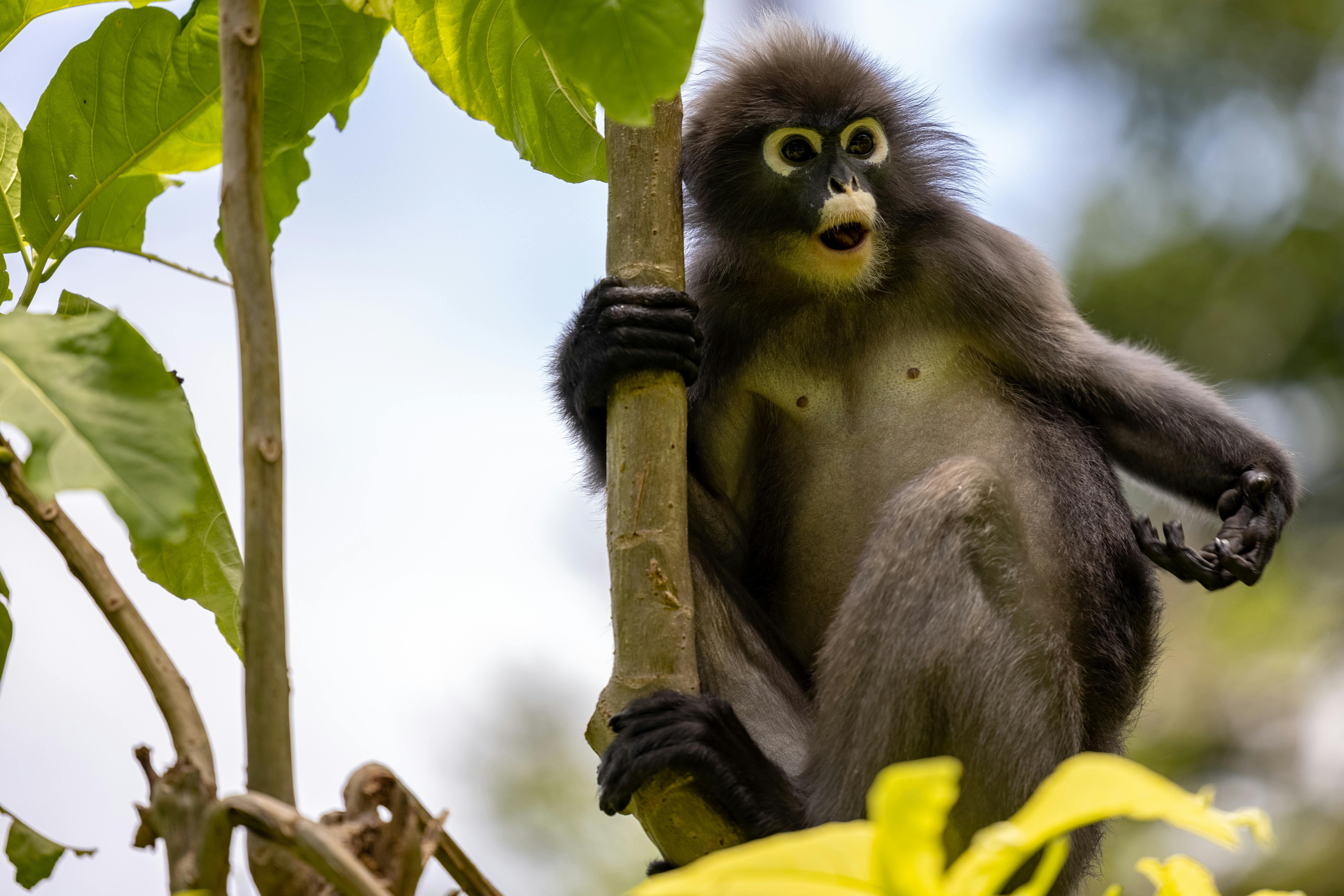Photo of a Dusky Leaf Monkey Near Leaves · Free Stock Photo