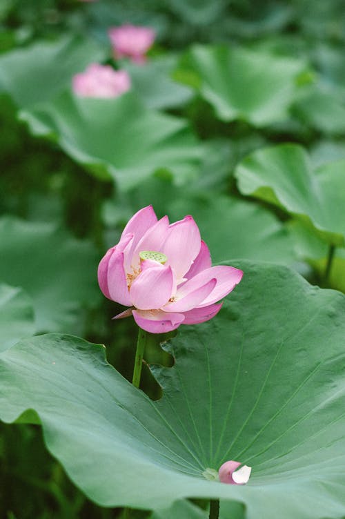 Close-Up Shot of a Lotus Flower 