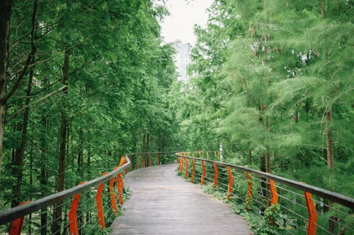 Wooden Bridge Trail Leading Through a Forest 