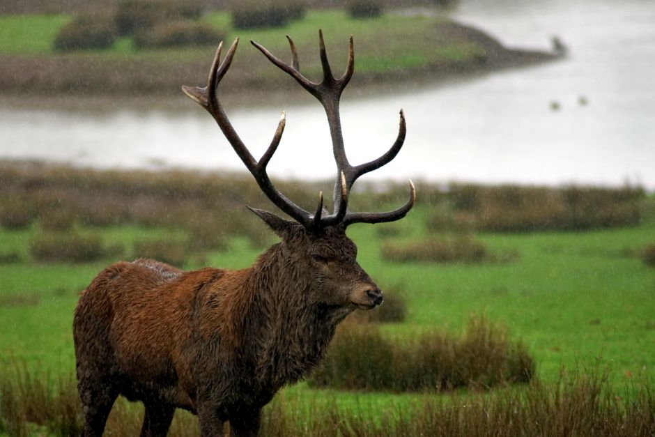 A majestic red deer stag with antlers standing in a lush green field by the water.
