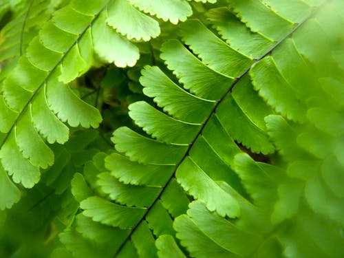 A Close-Up Shot of Fern Leaves