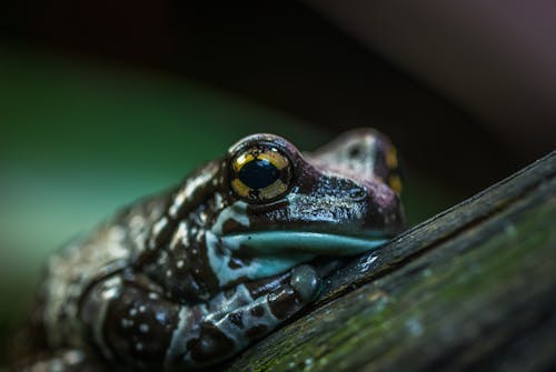 Selective Focus Photo of Brown and Green Frog