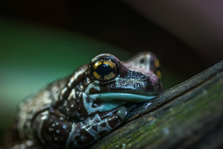 Selective Focus Photo Of Brown And Green Frog