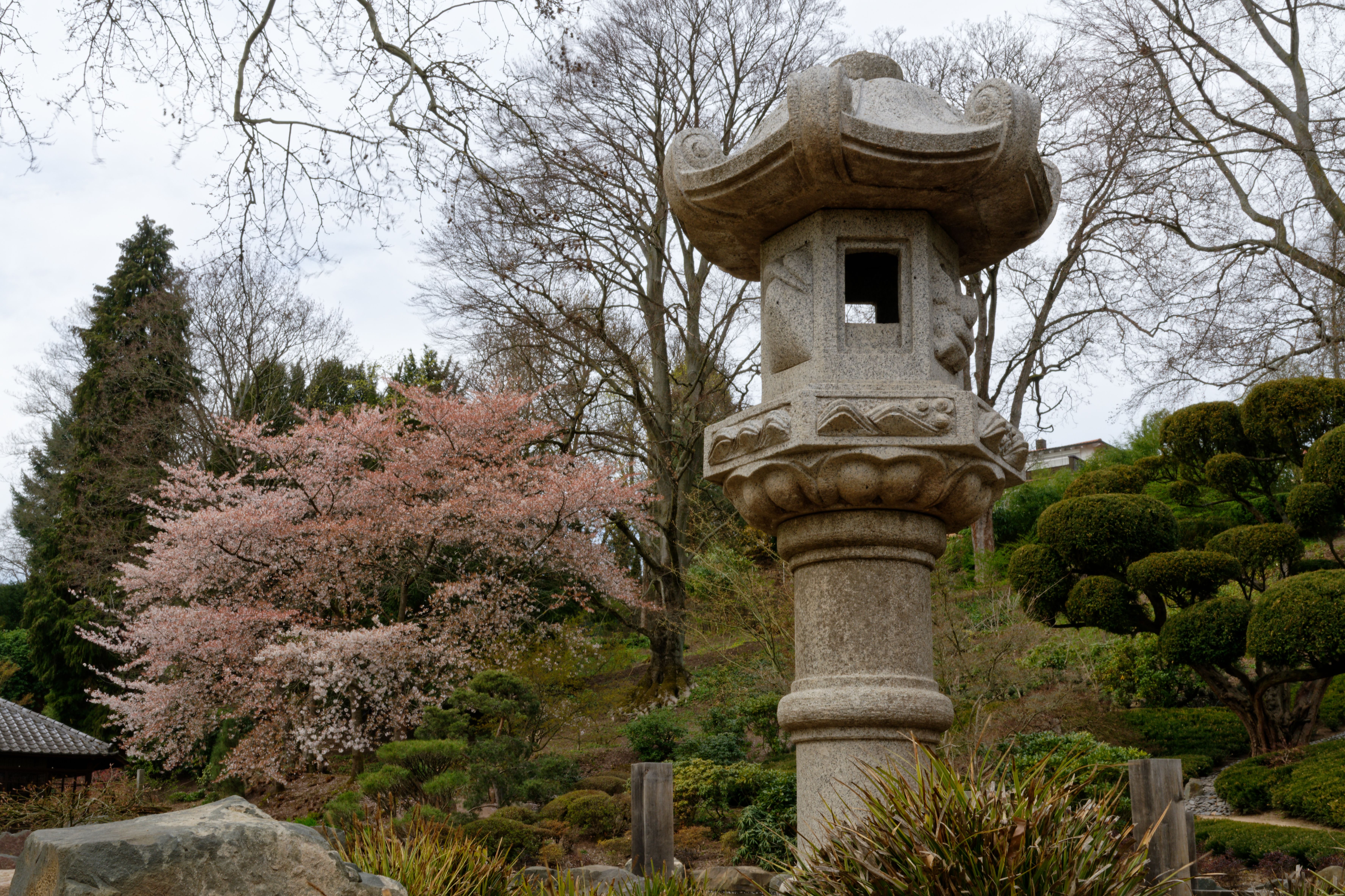 A tranquil Japanese garden scene with a traditional stone lantern and cherry blossoms in spring.