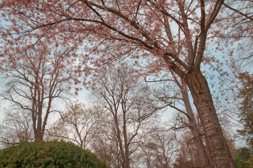 Low Angle Shot of Leafless Trees in a Park 