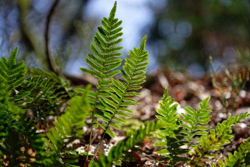 Close-Up Shot of Fern Leaves