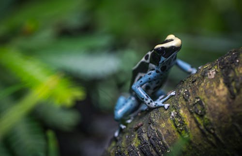 Schwarzer Und Brauner Frosch Auf Drei Zweigen