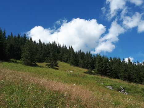 Tranquil scene of a lush meadow and conifer forest under a bright blue sky.