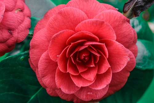 Close-Up Shot of Red Flower in Bloom