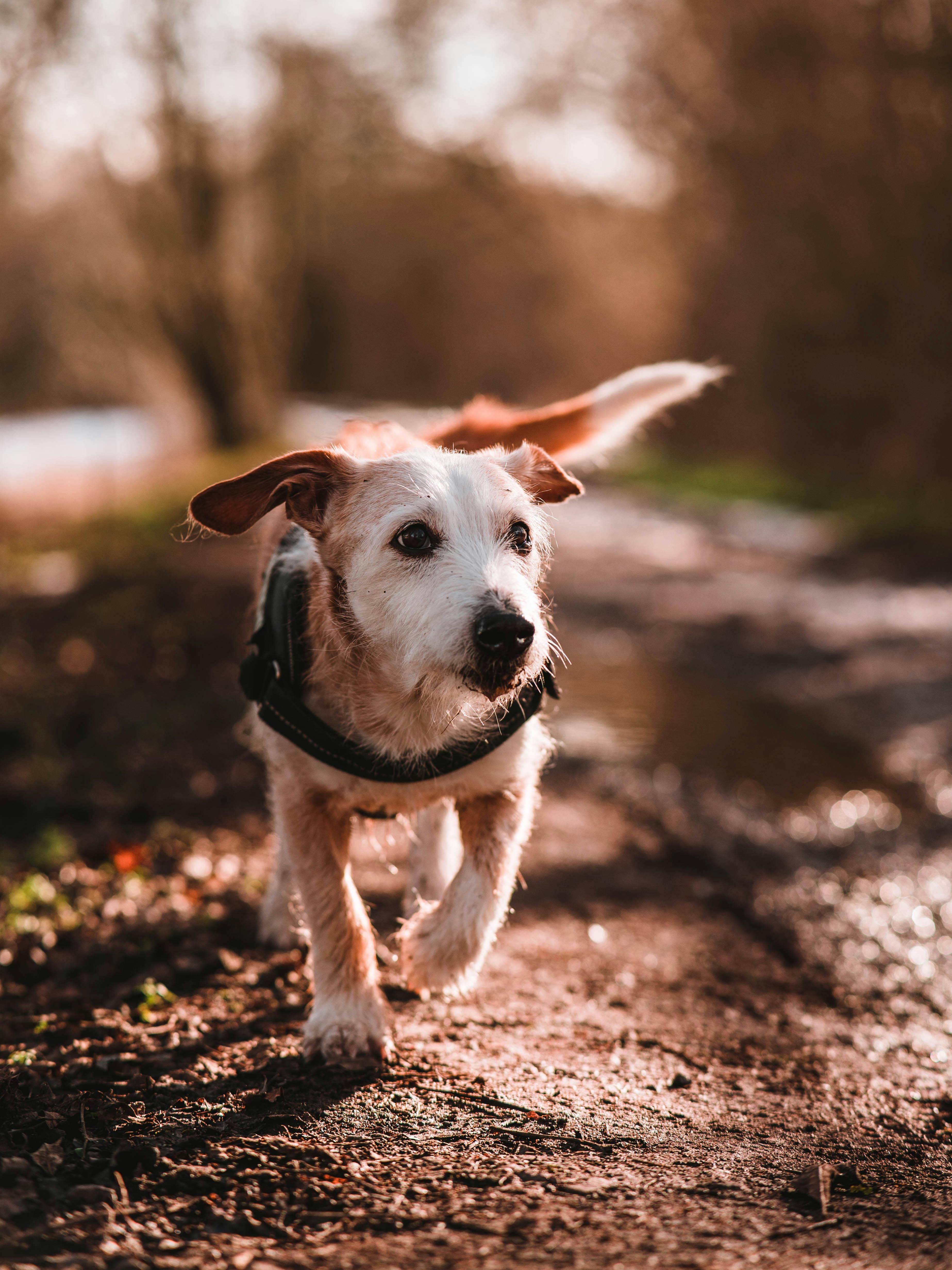Curious mongrel puppy with collar walking on dirty pathway among trees growing in countryside