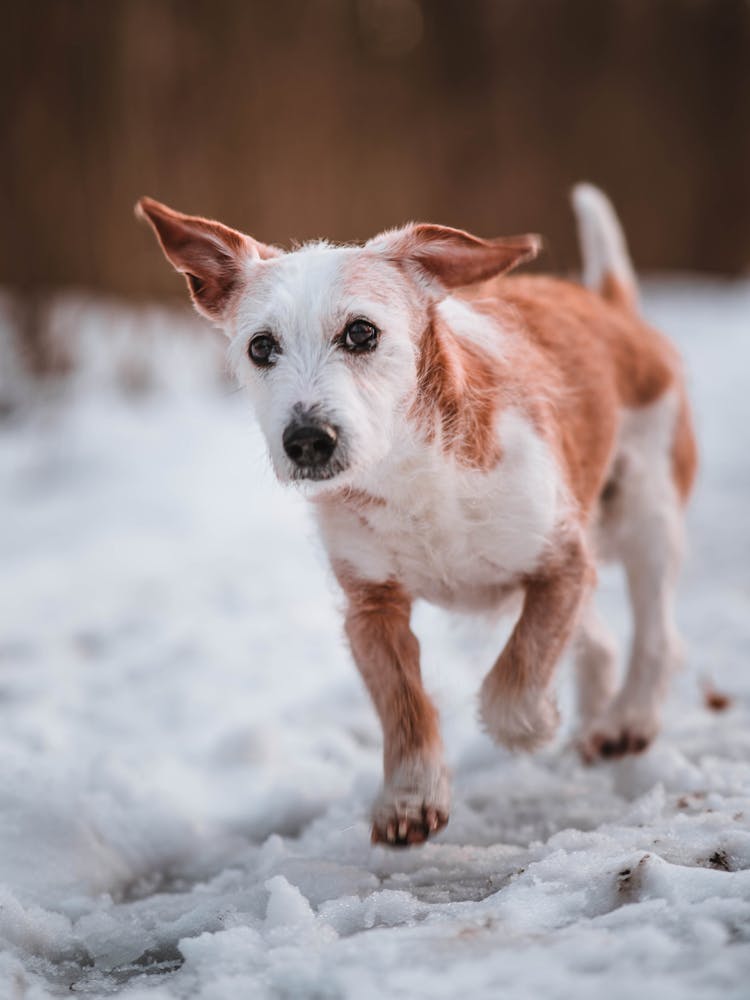 Adorable Dog Running On Snow