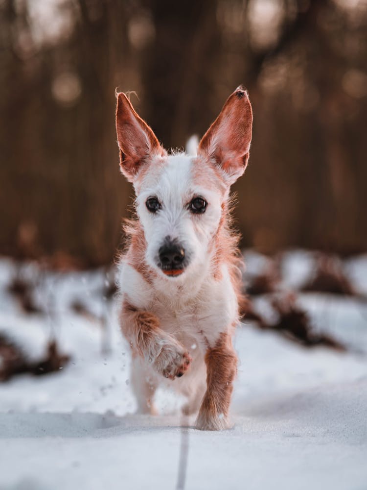 Adorable Dog Running In Winter Forest