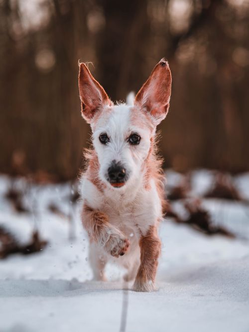 Free Cute spotted dog running on white snowy ground in woods with tall trees on cold winter day on blurred background Stock Photo