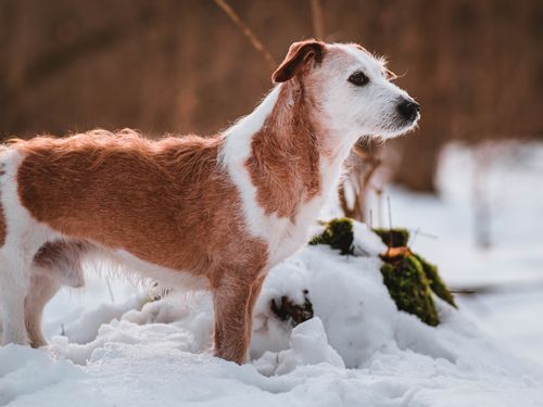 Free Side view of cute curious brown dog with white spots standing on snowy terrain near trees on cold winter day Stock Photo