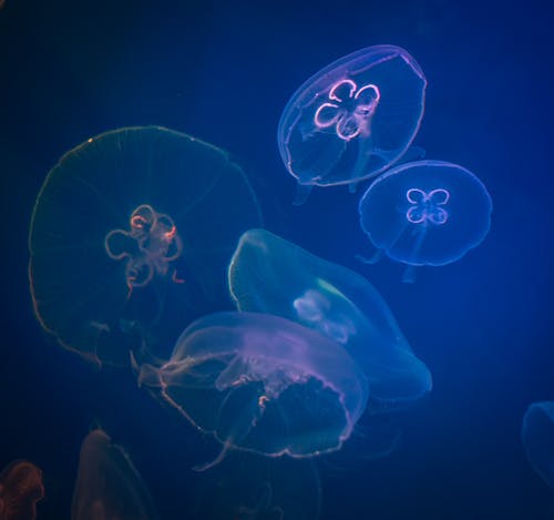 Free Five Box Jellyfishes Stock Photo