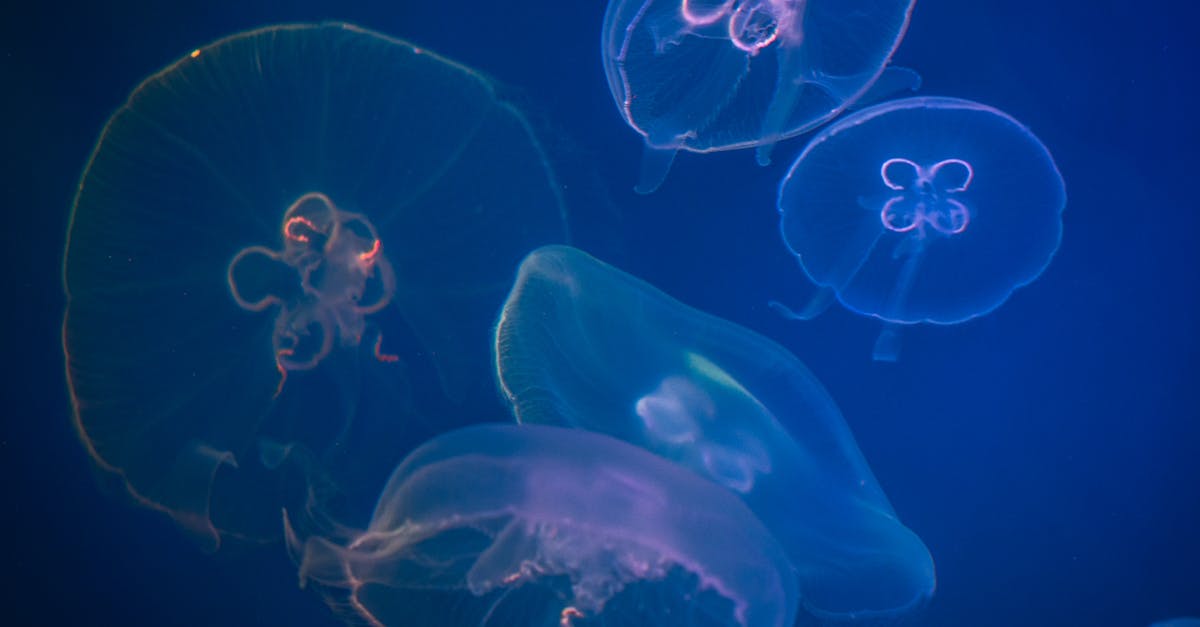 Five Box Jellyfishes