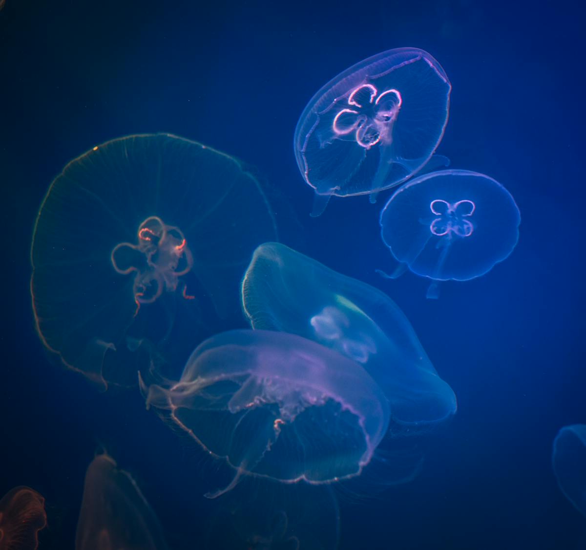 Five Box Jellyfishes