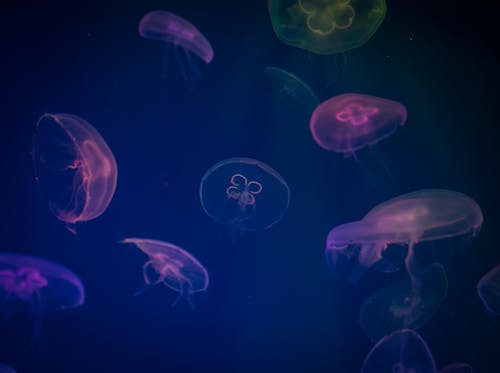 Цифровые обои медузы
