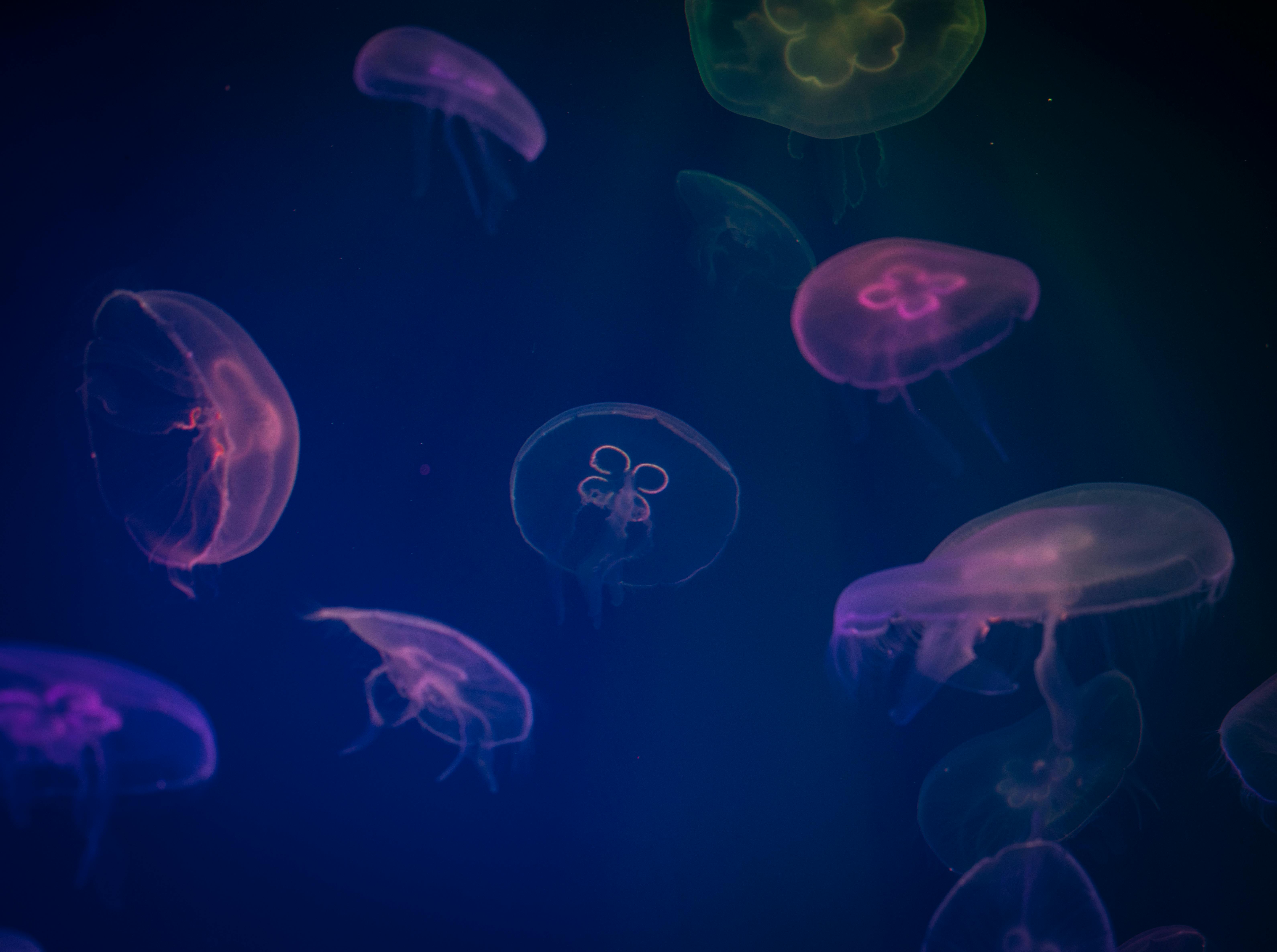 hd jellyfish wallpaper