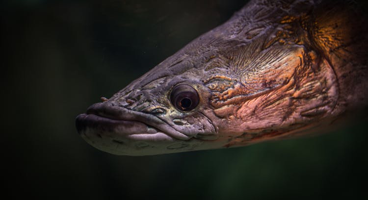 Black And Brown Fish