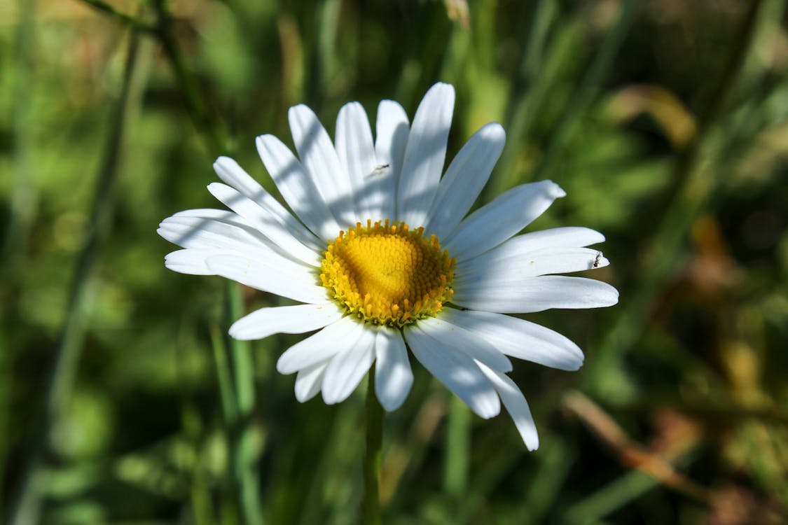 Free Close-Up Shot of a White Daisy in Bloom Stock Photo