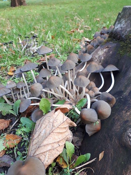 Foto stok gratis jamur, jamur payung, sifat kayu