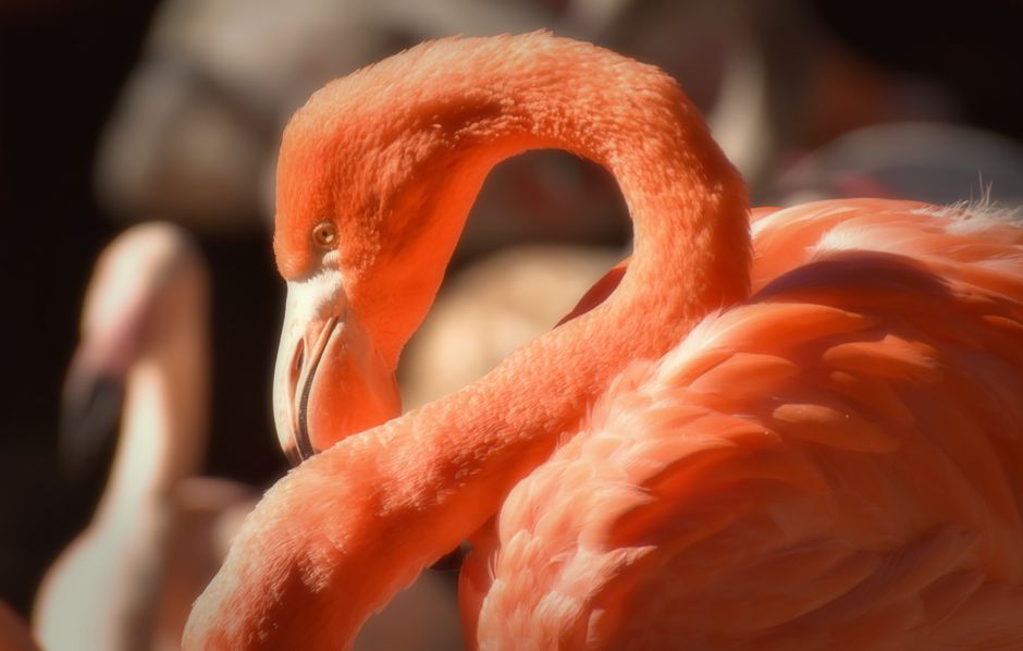 Flamingo decoratie met winterse, levendige tinten. Flamingo decoratie met winterse, levendige tinten.