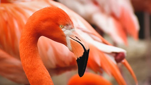 동물, 동물 사진, 새의 무료 스톡 사진