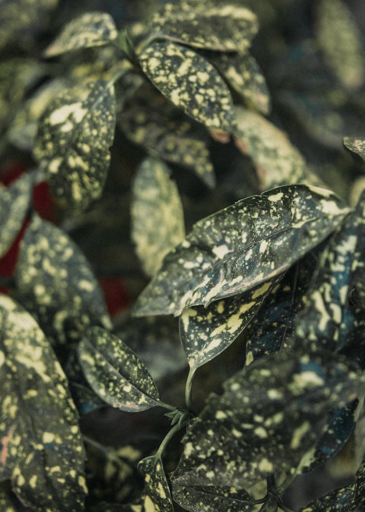 Leaves With Spots Of Japanese Laurel