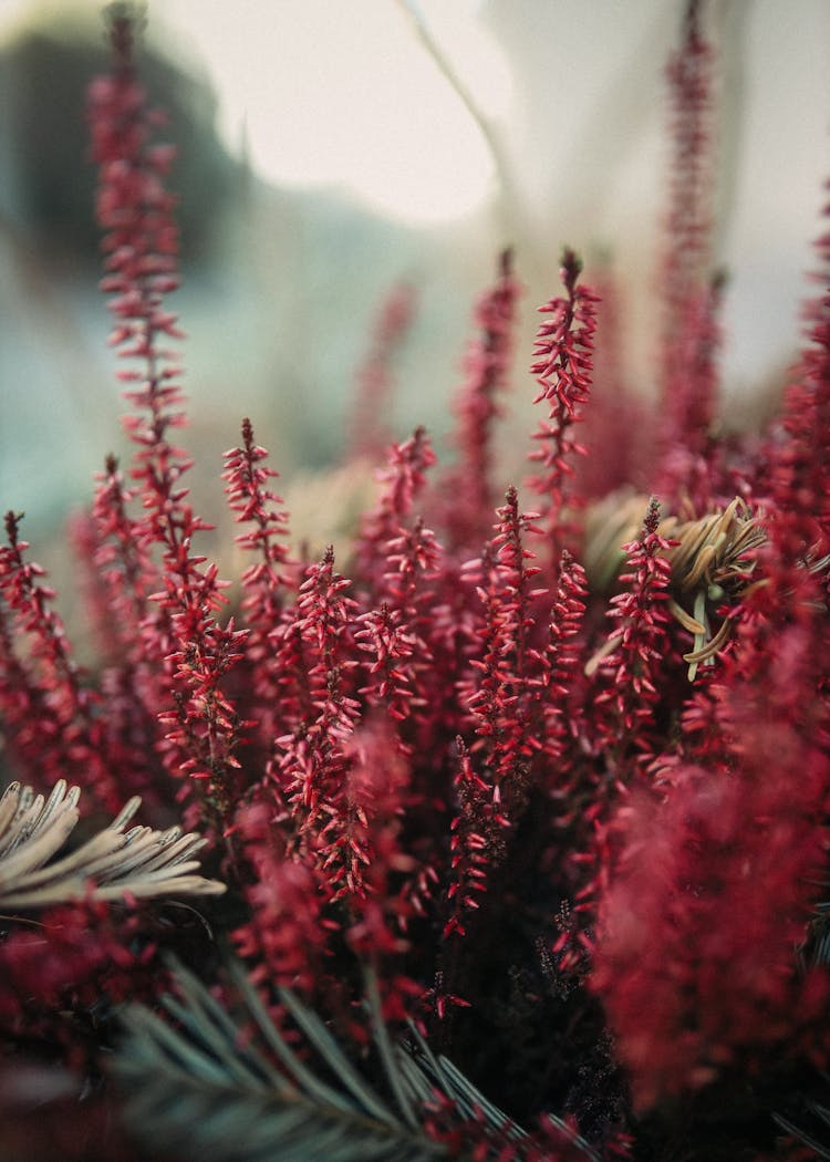 Blooming Branches Of Heather Growing In Nature