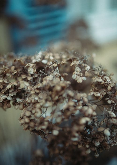 Bunch of dried flowers with thin twigs