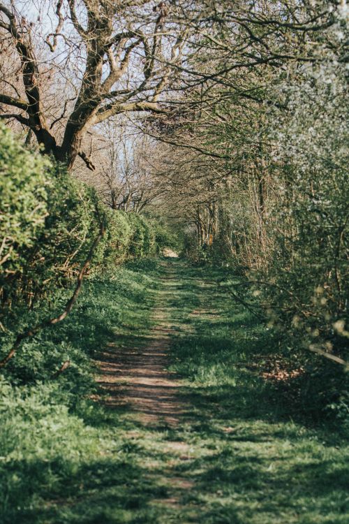 Free A tranquil forest path surrounded by lush greenery and dappled sunlight in spring. Stock Photo