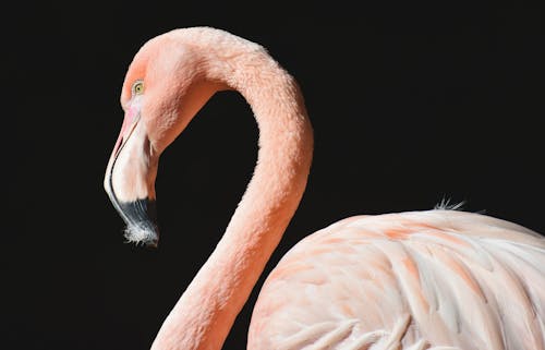 Kostnadsfri bild av djur, djurfotografi, fågel