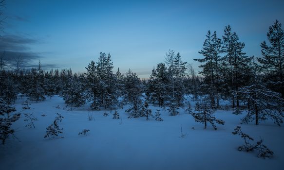 Green Pine Trees With Snow Photography