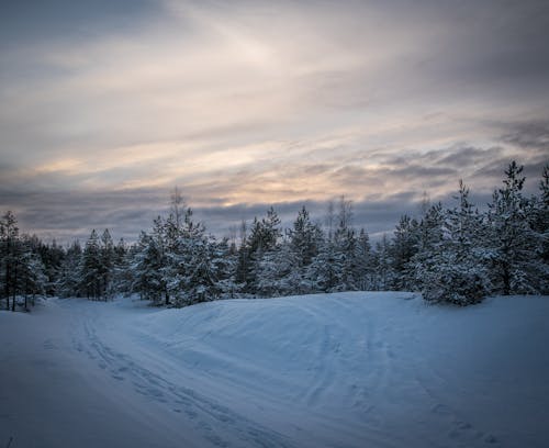 Zielony Las Sosnowy Otoczony Stosem śniegu