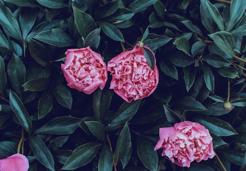 Close-Up Photography of Pink Petaled Rose