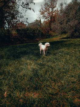 A white poodle walks in a vibrant grassy field surrounded by trees in autumn.
