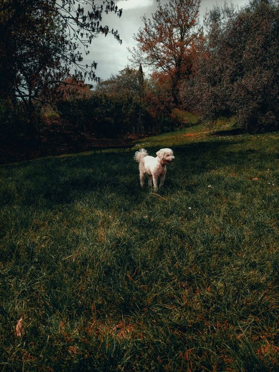 A White Poodle Dog on Green Grass Field · Free Stock Photo