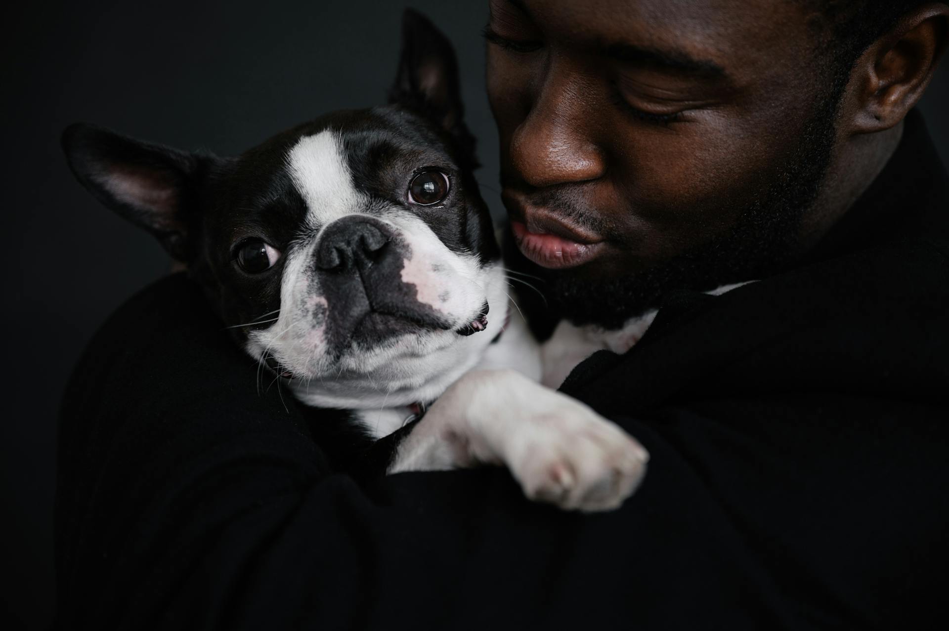 Porträtt av gröda afroamerikansk man omfamnar söt Boston Terrier och kyssar hund mot svart bakgrund