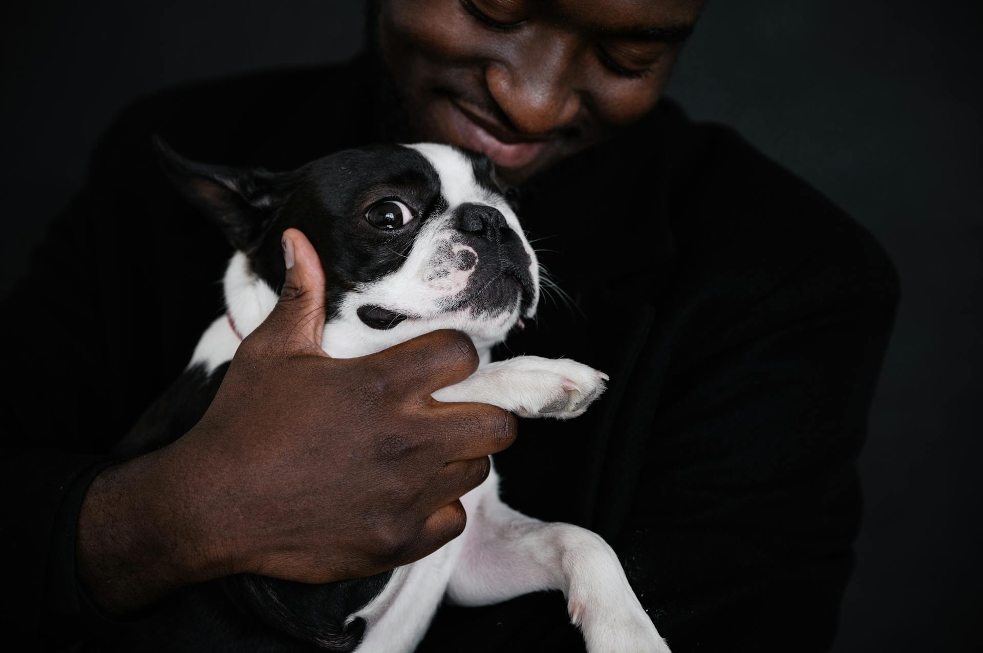 Crop African American male owner smiling while holding adorable Boston Terrier looking at camera